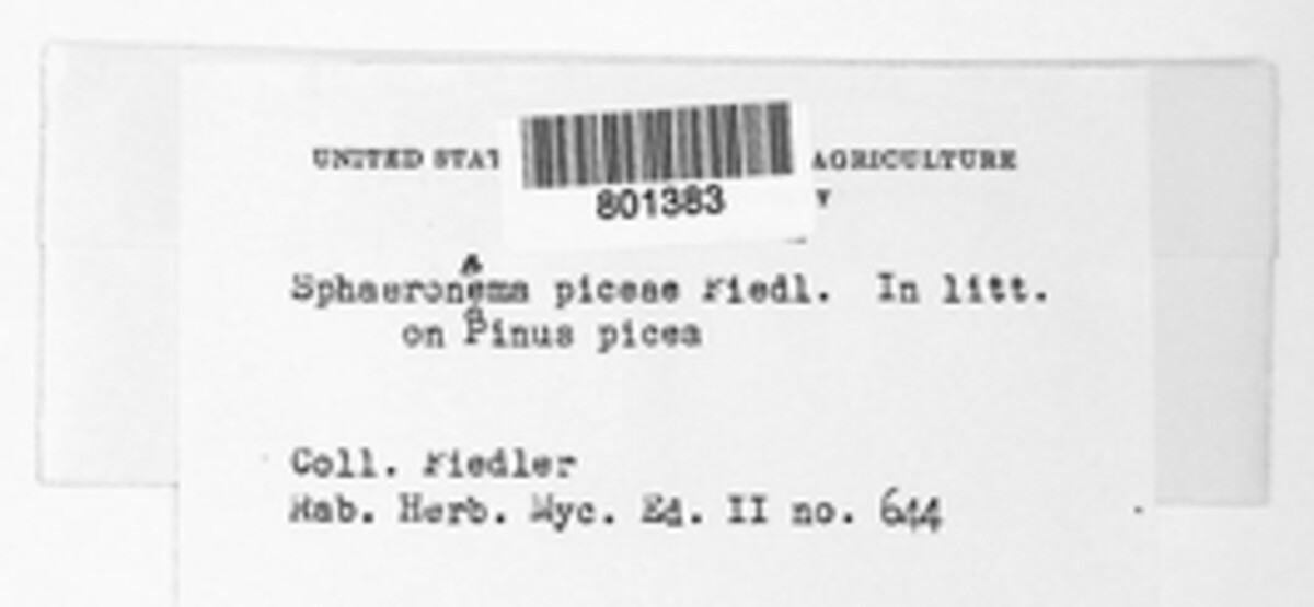 Sclerophoma piceae image